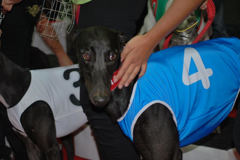 GREYHOUND PARK MOTOL PLNÝ HVĚZD!