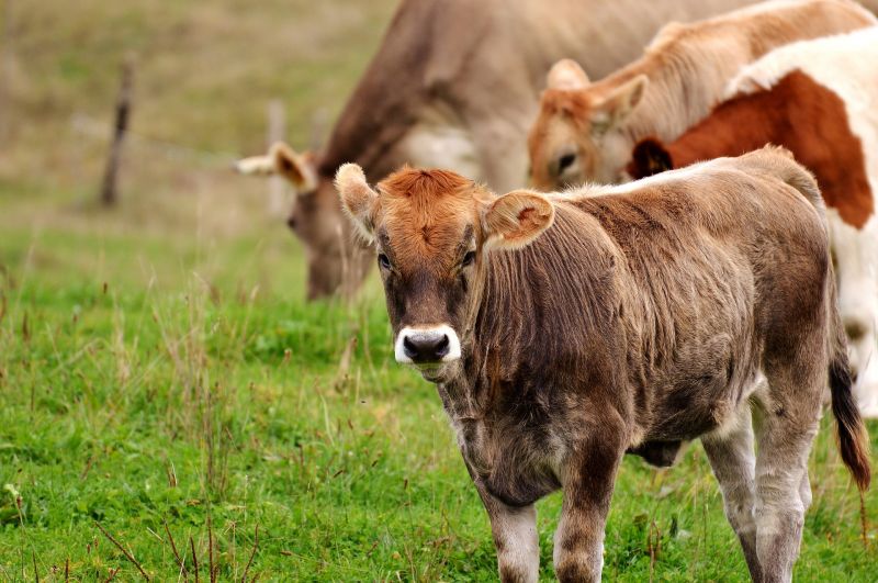 Nejlepší produkty českého ekologického zemědělství se představí v soutěži Česká biopotravina roku 2019